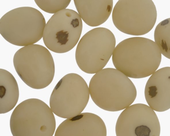 Jarina branca - Embalagem 50 sementes